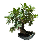 Green Island Fig #B1017